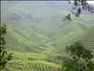 B-O-H tea plantation